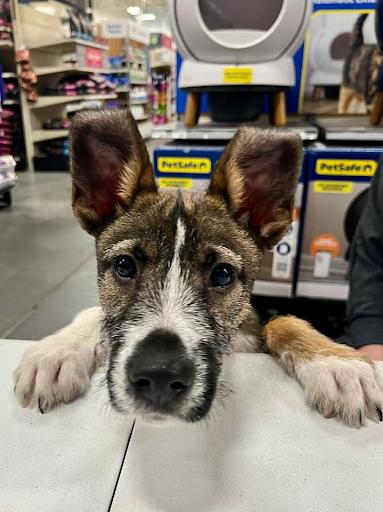 Enlarge Delaney, a ADOPTABLE mixed breed in Danbury, CT image 2/2