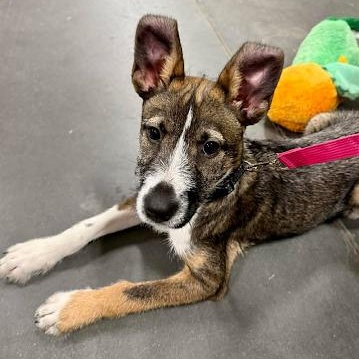 Enlarge Delaney, a ADOPTABLE mixed breed in Danbury, CT image 3/6