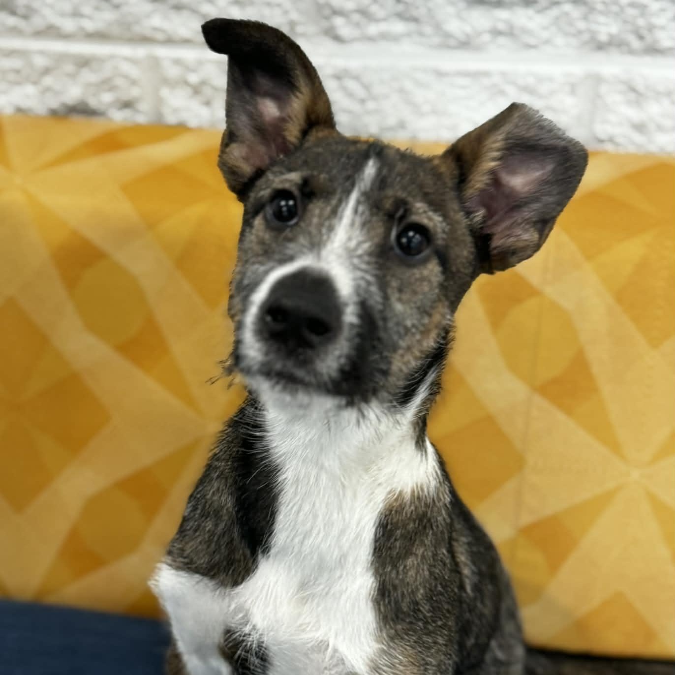 Enlarge Delaney, a ADOPTABLE mixed breed in Danbury, CT image 1/6