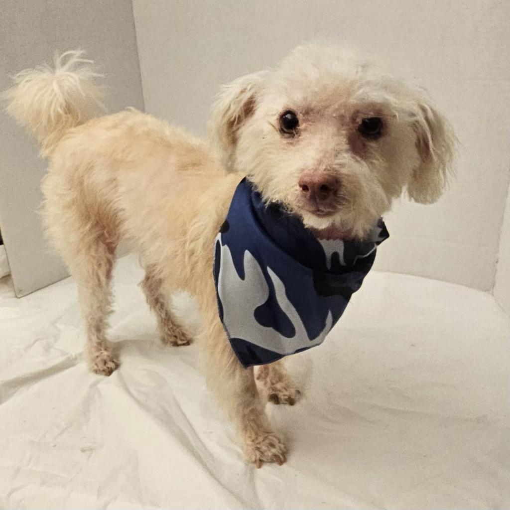 Kaiden (Dallas), Senior Male Maltese