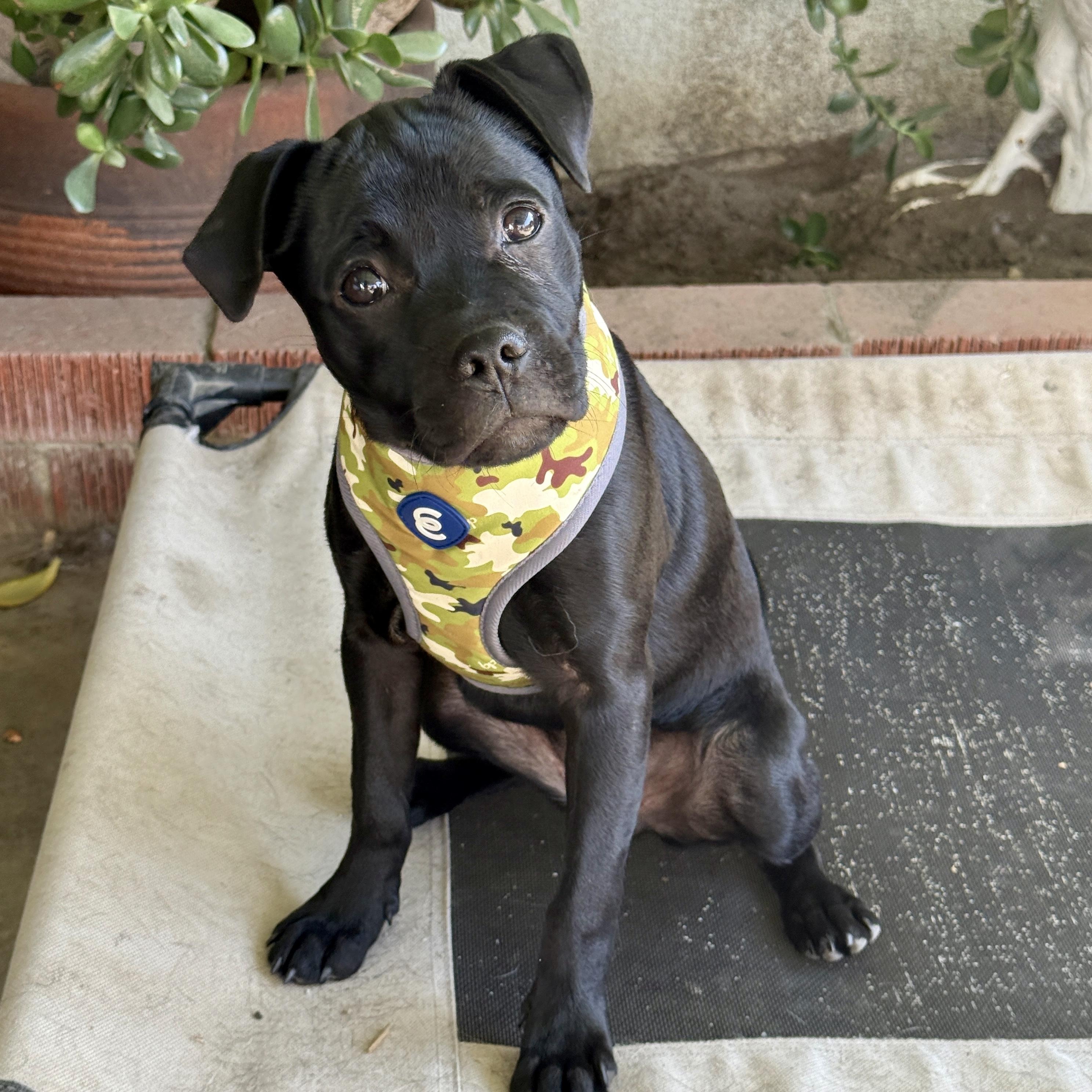 Enlarge Dede, a Adopted mixed breed in modesto, CA image 2/6