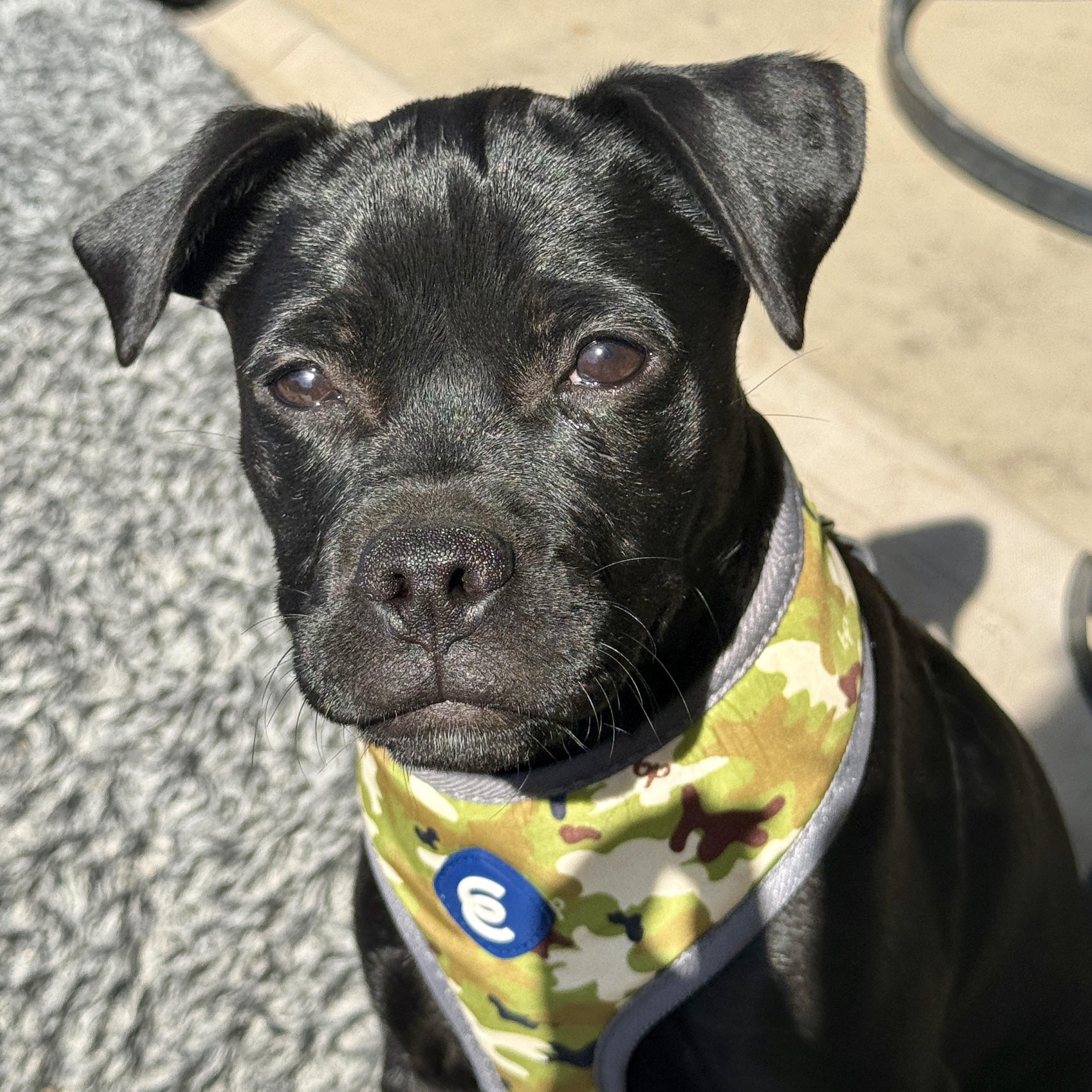 Enlarge Dede, a Adopted mixed breed in modesto, CA image 4/6