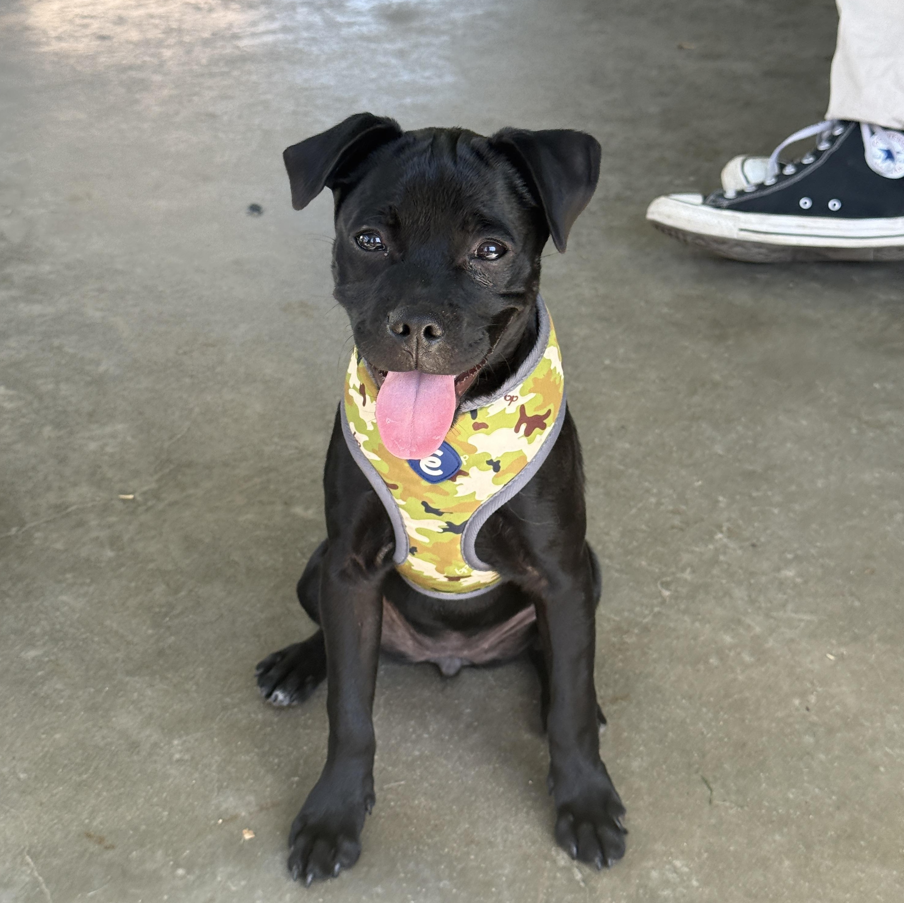 Enlarge Dede, a Adopted mixed breed in modesto, CA image 5/6