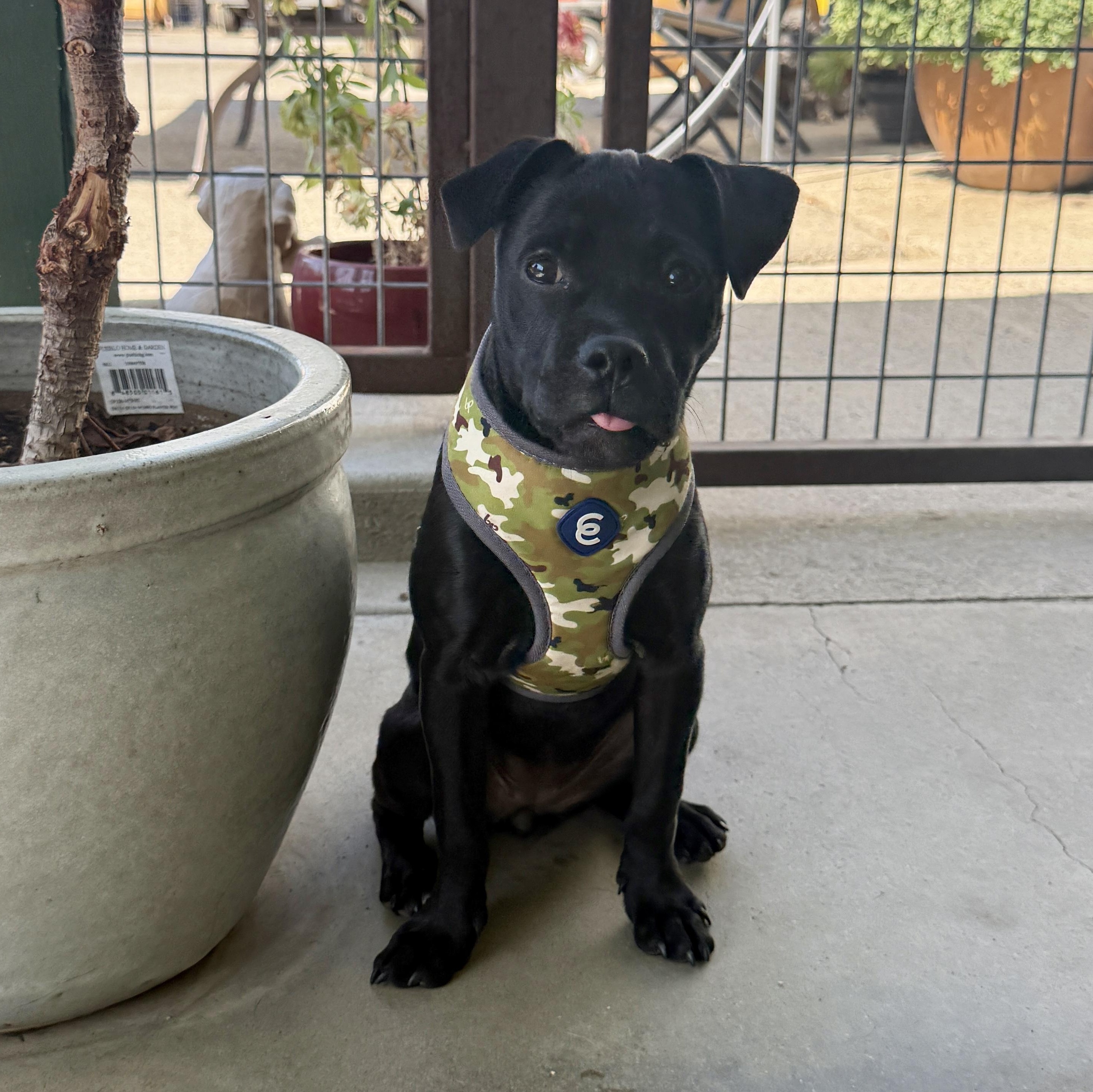 Enlarge Dede, a Adopted mixed breed in modesto, CA image 6/6