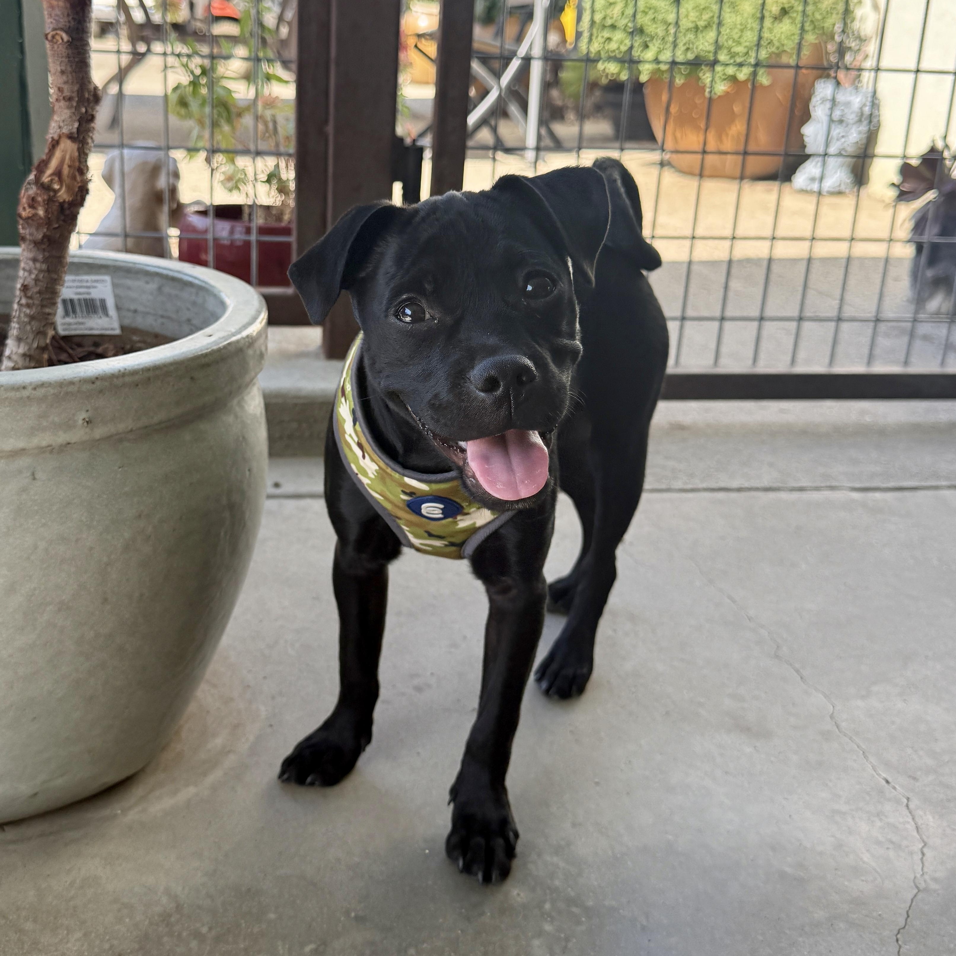 Dede, Adopted, Puppy Female Pug & Chihuahua.