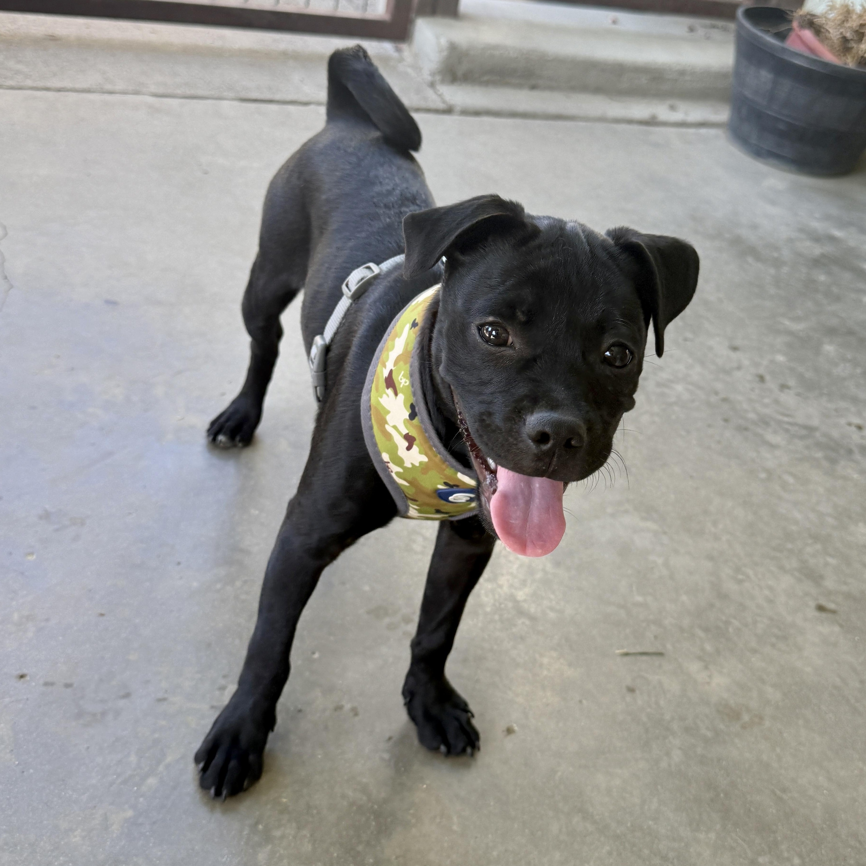 Enlarge Dede, a Adopted mixed breed in modesto, CA image 3/6