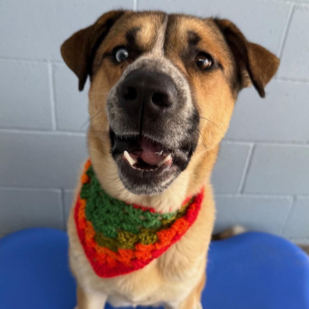 Enlarge Scooby, a Adoptable Mixed Breed in Las Cruces, NM image 1/6