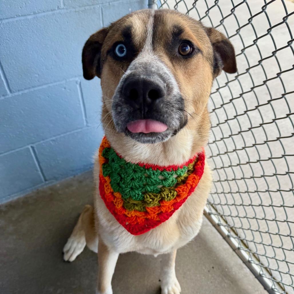 Enlarge Scooby, a Adoptable Mixed Breed in Las Cruces, NM image 2/6