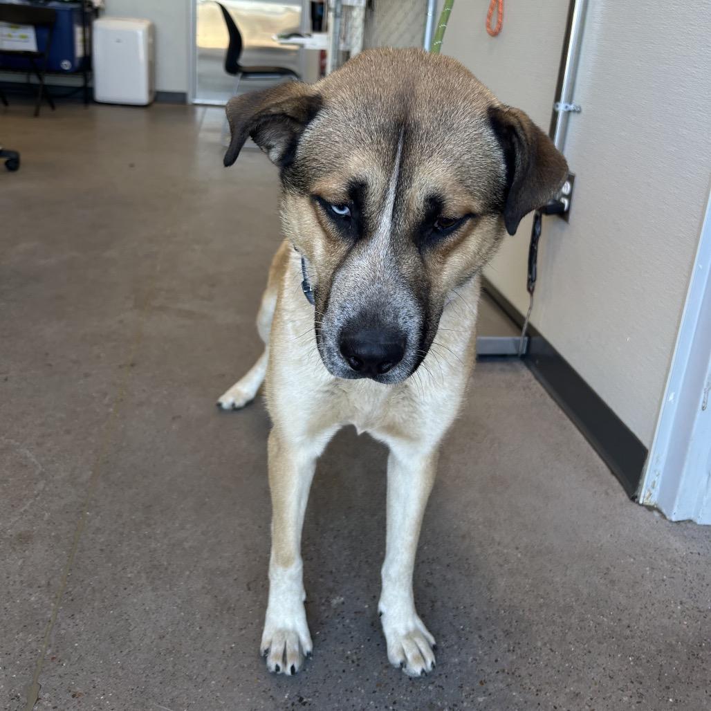 Enlarge Scooby, a Adoptable Mixed Breed in Las Cruces, NM image 1/6
