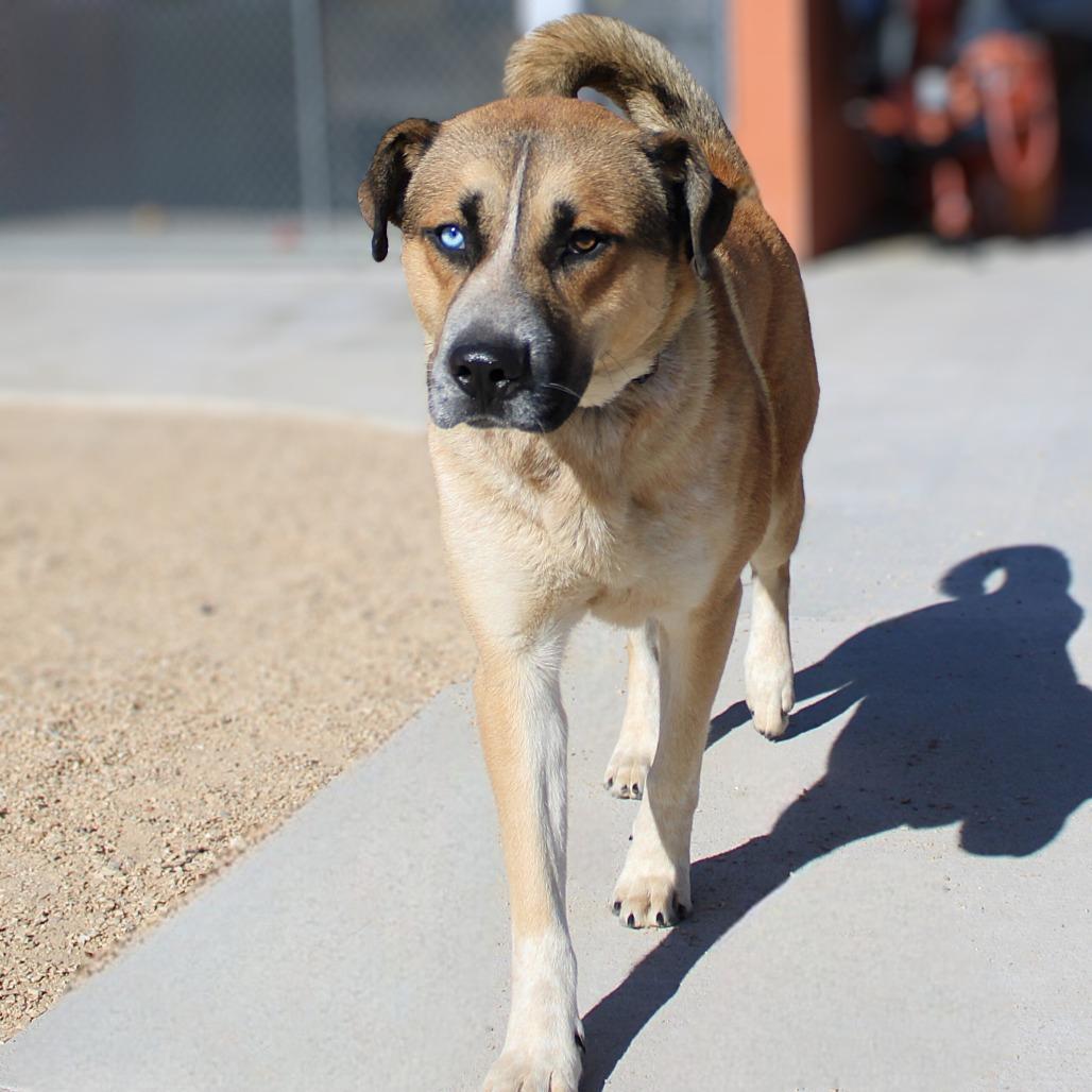 Enlarge Scooby, a Adoptable Mixed Breed in Las Cruces, NM image 2/6