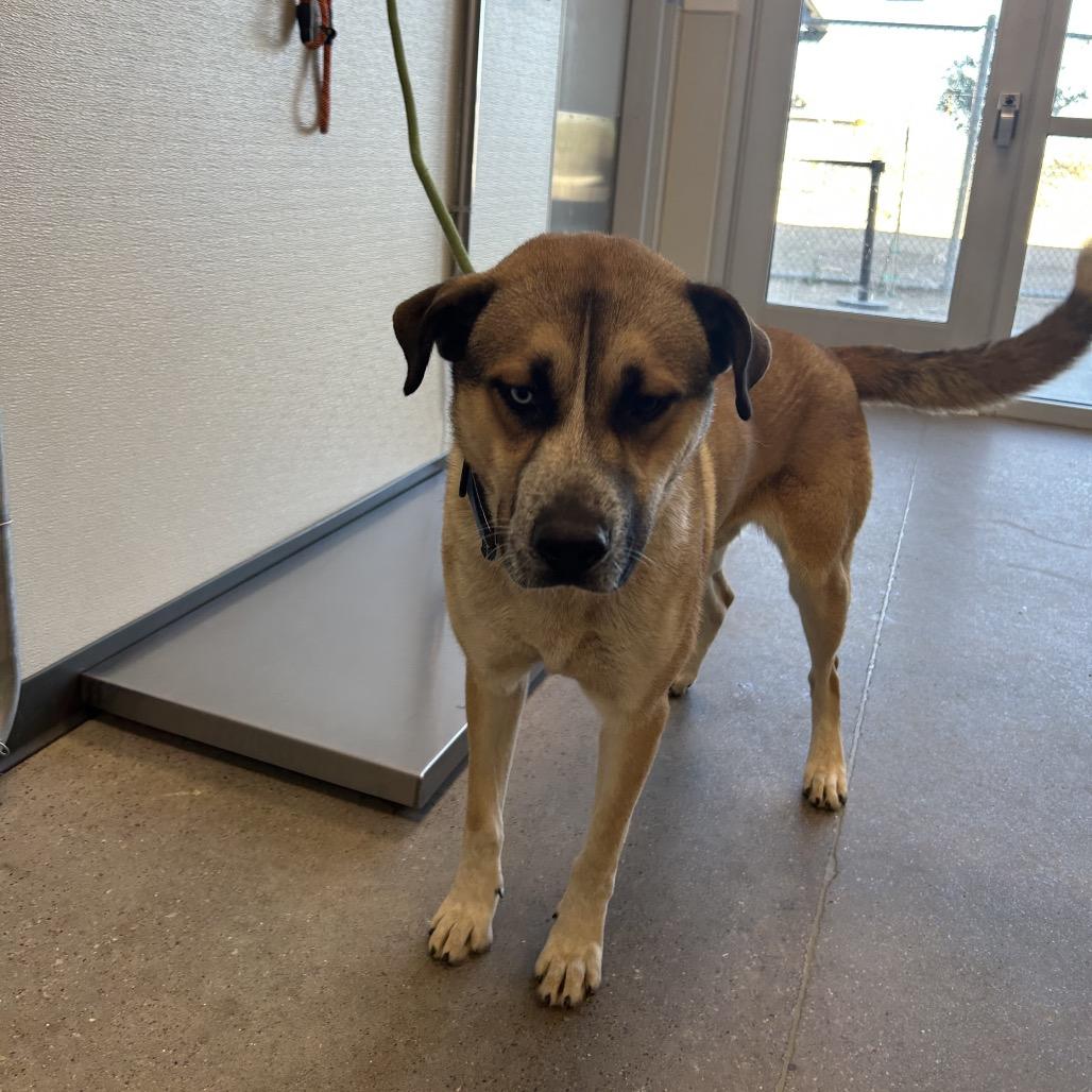 Enlarge Scooby, a Adoptable Mixed Breed in Las Cruces, NM image 3/6