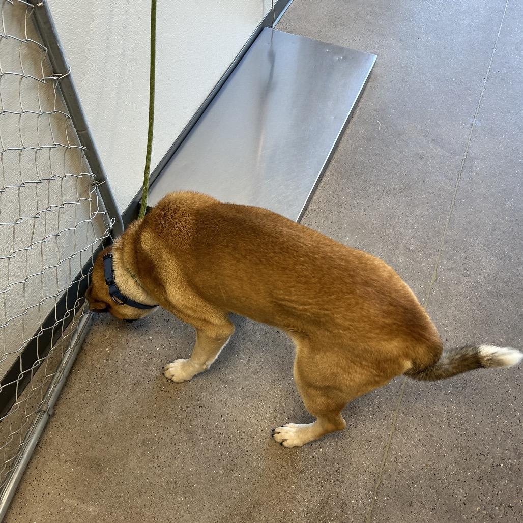 Enlarge Scooby, a Adoptable Mixed Breed in Las Cruces, NM image 4/6