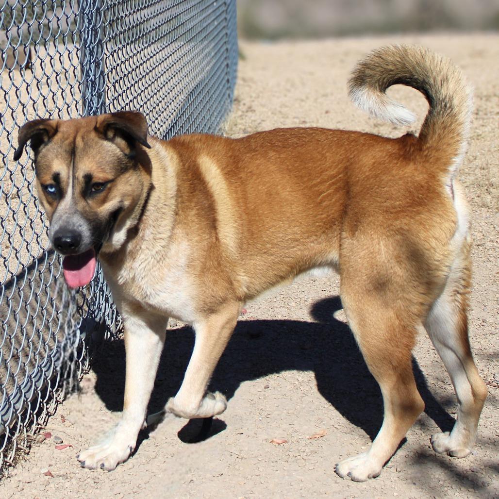 Enlarge Scooby, a Adoptable Mixed Breed in Las Cruces, NM image 4/6