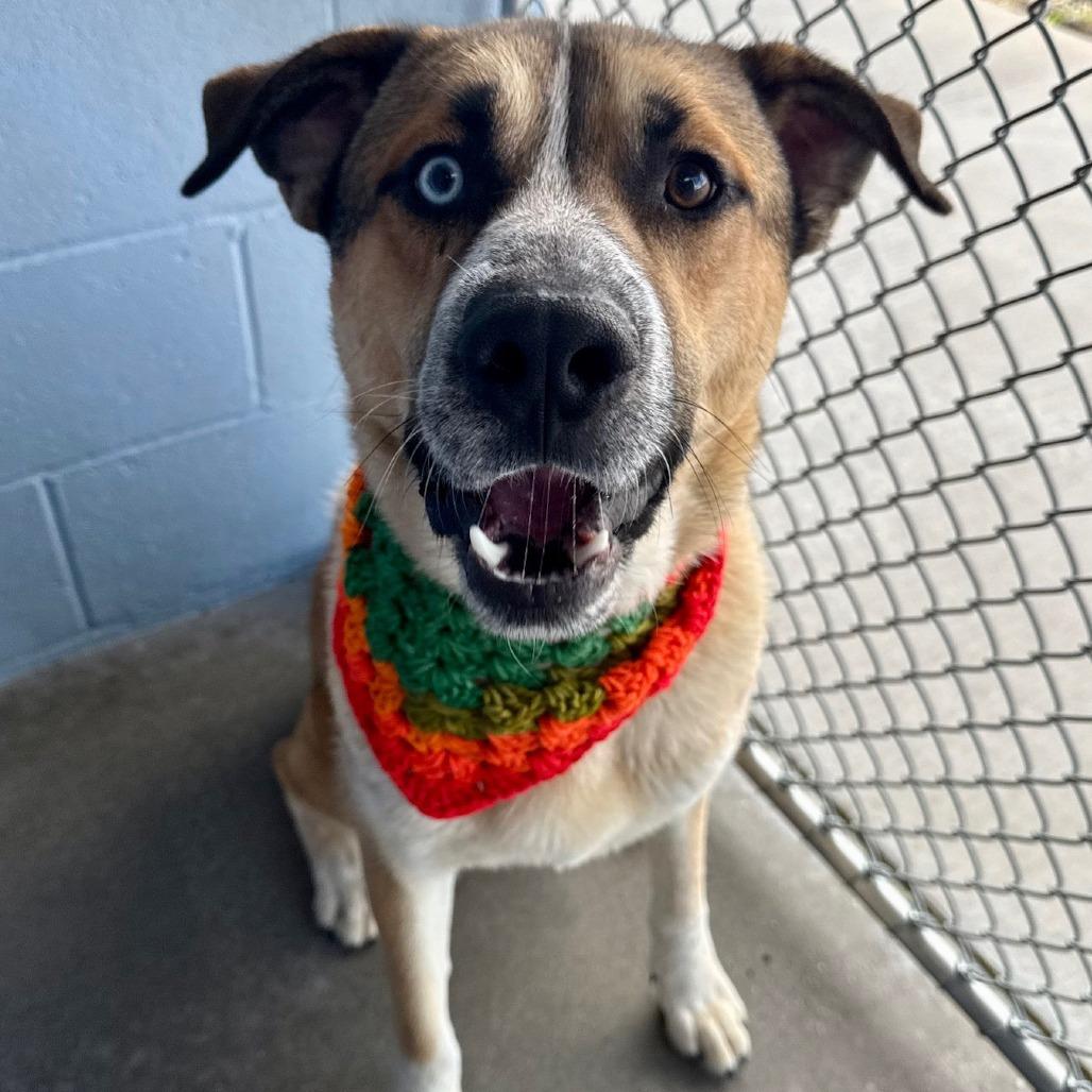 Enlarge Scooby, a Adoptable Mixed Breed in Las Cruces, NM image 5/6
