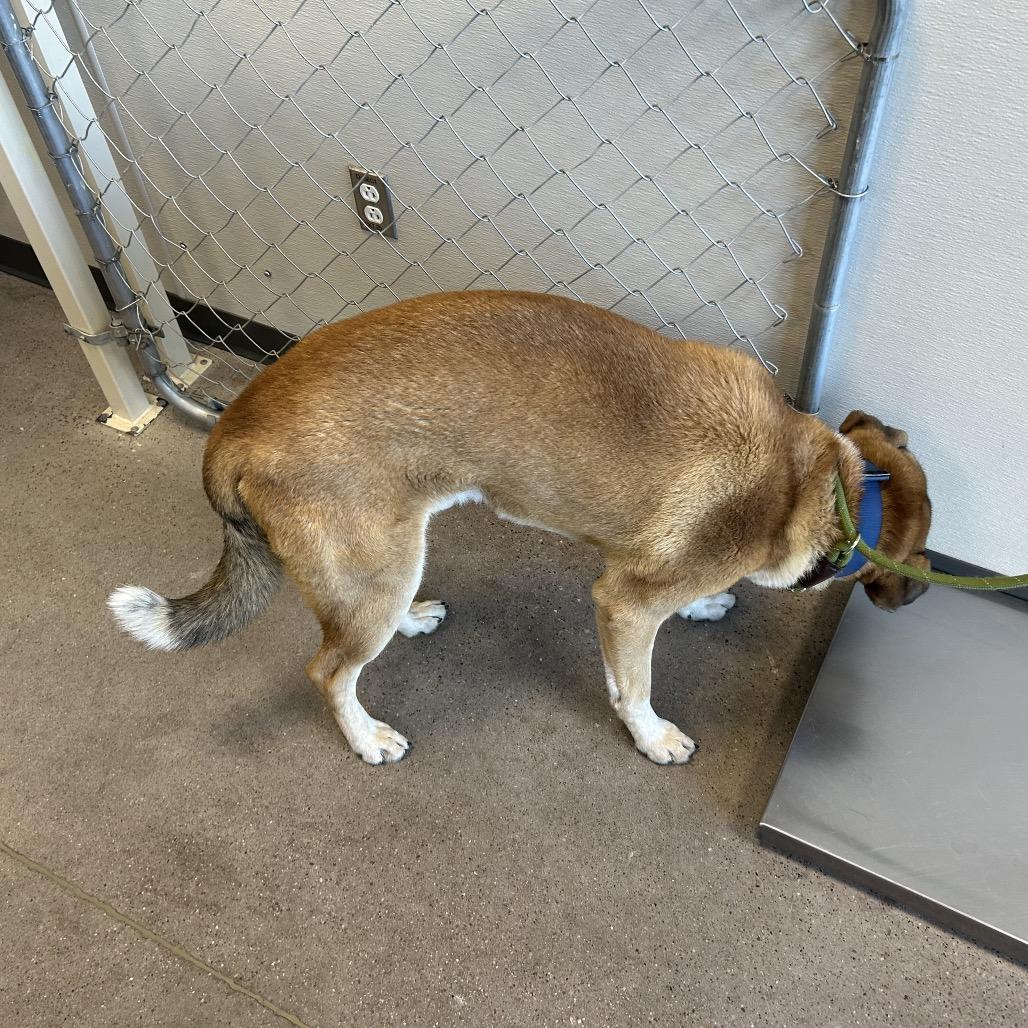 Enlarge Scooby, a Adoptable Mixed Breed in Las Cruces, NM image 5/6