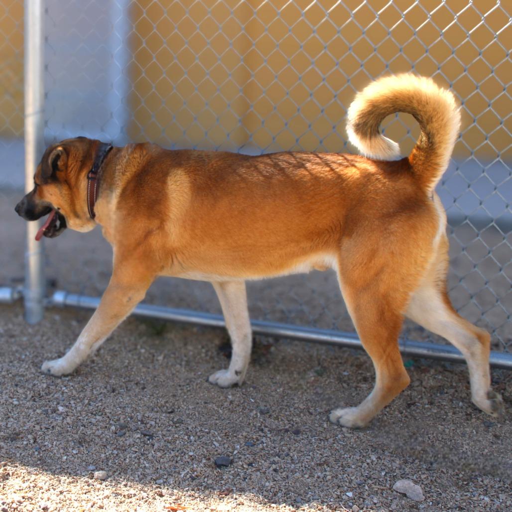 Enlarge Scooby, a Adoptable Mixed Breed in Las Cruces, NM image 6/6