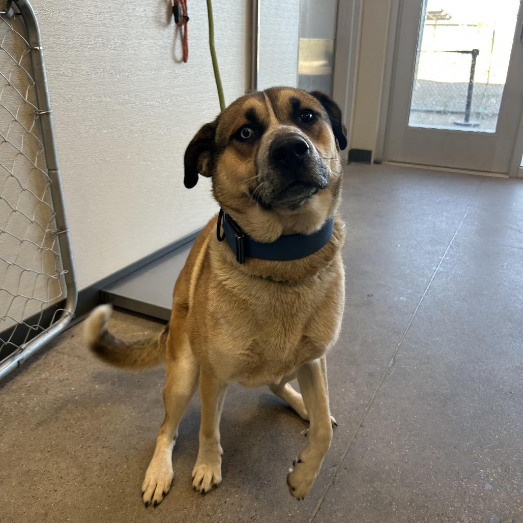 Enlarge Scooby, a Adoptable Mixed Breed in Las Cruces, NM image 6/6