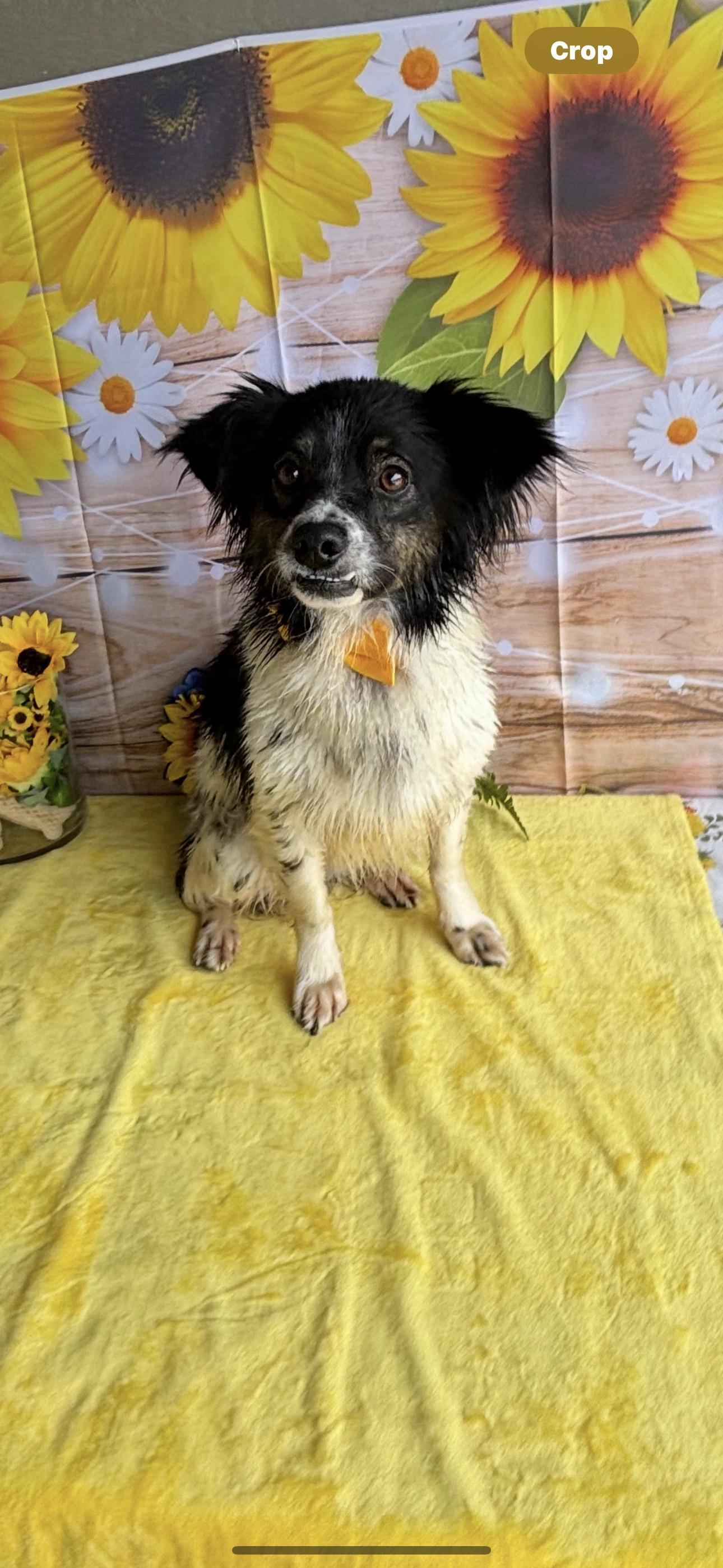 Sabastian, an adoptable Australian Shepherd, Papillon in Los Banos, CA, 93635 | Photo Image 3