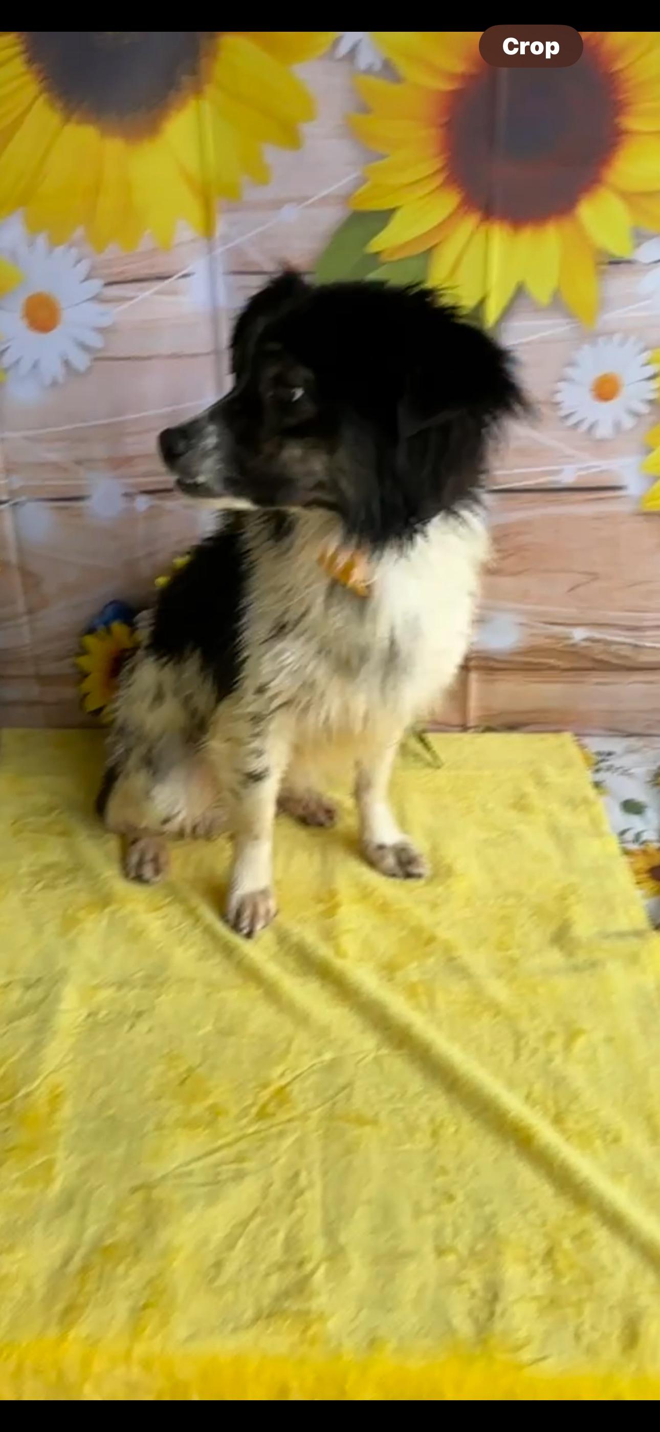 Sabastian, an adoptable Australian Shepherd, Papillon in Los Banos, CA, 93635 | Photo Image 2