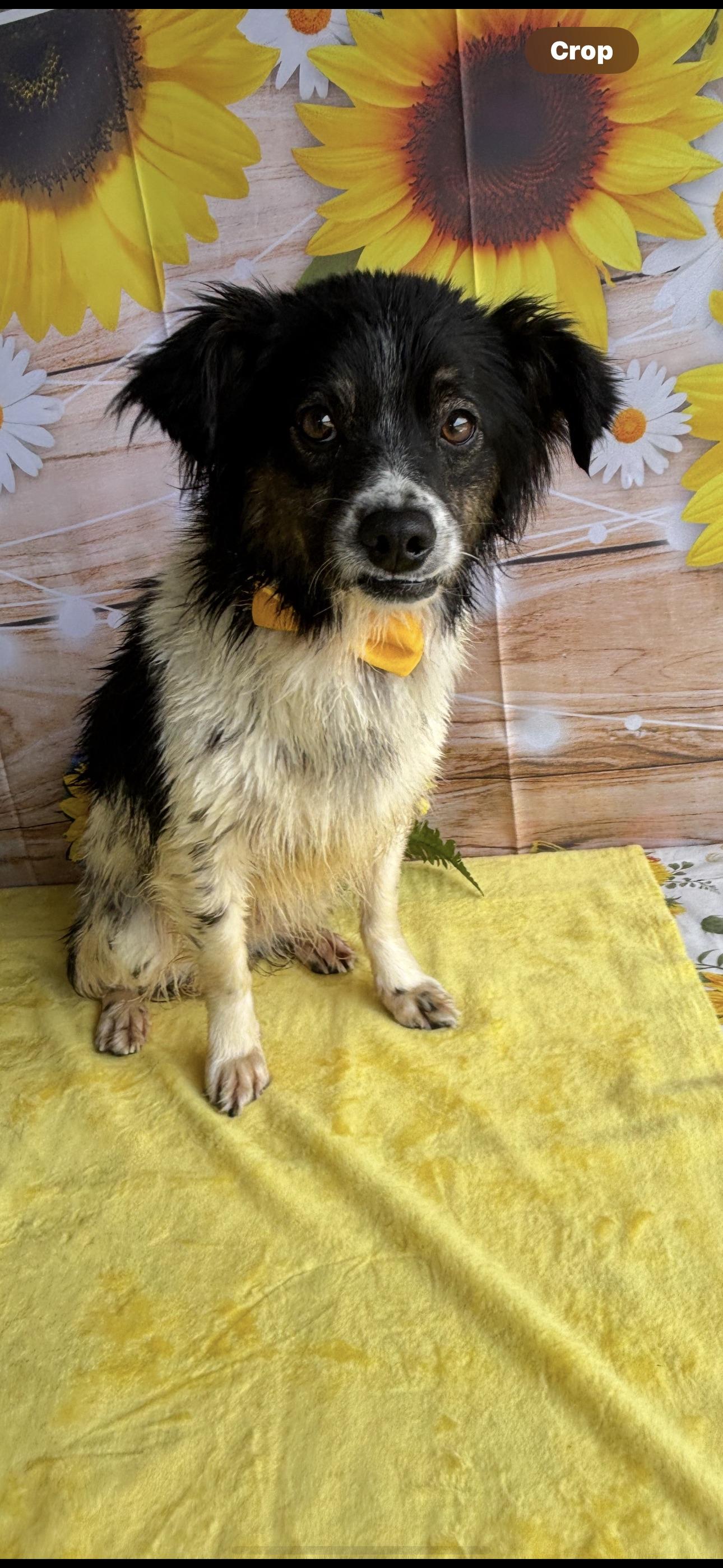 Sabastian, an adoptable Australian Shepherd, Papillon in Los Banos, CA, 93635 | Photo Image 1