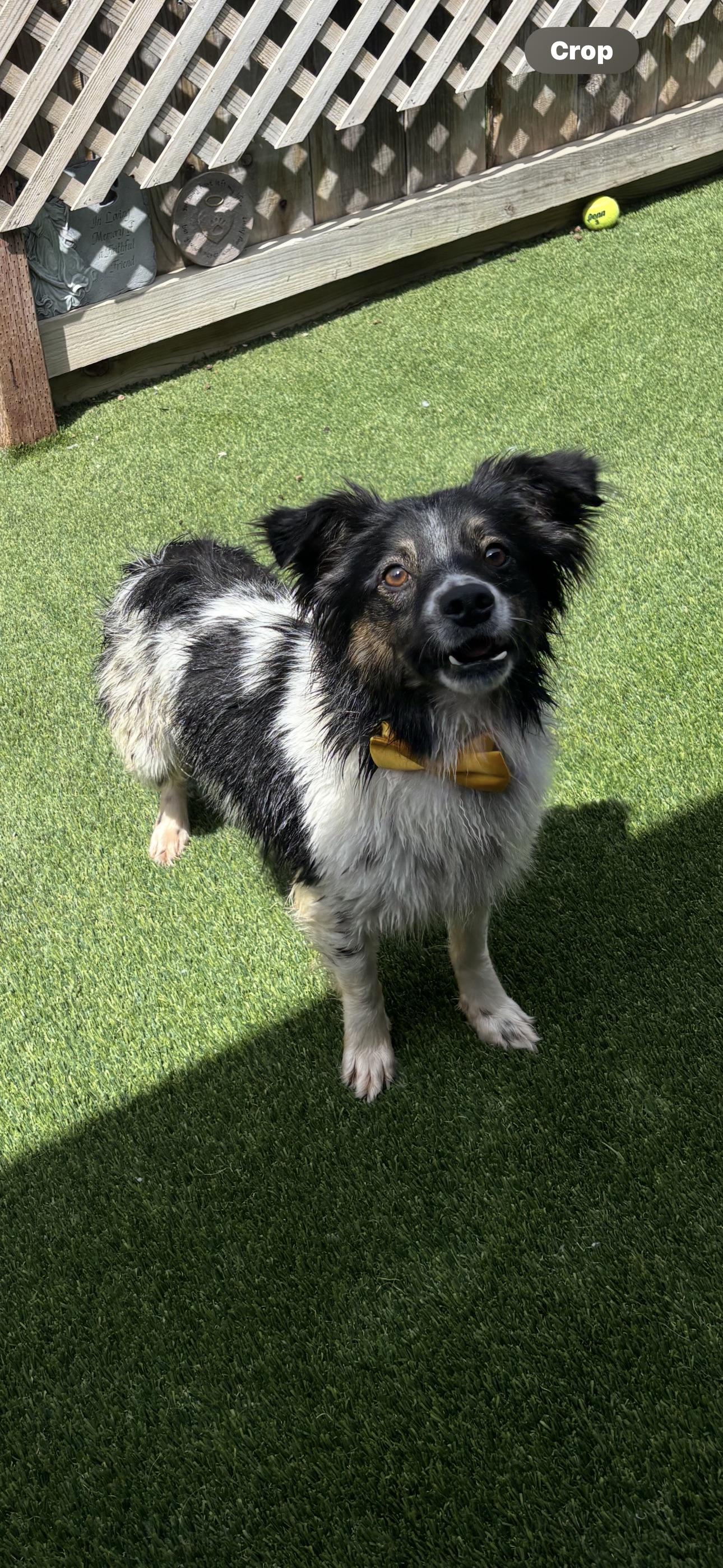 Sabastian, an adoptable Australian Shepherd, Papillon in Los Banos, CA, 93635 | Photo Image 4