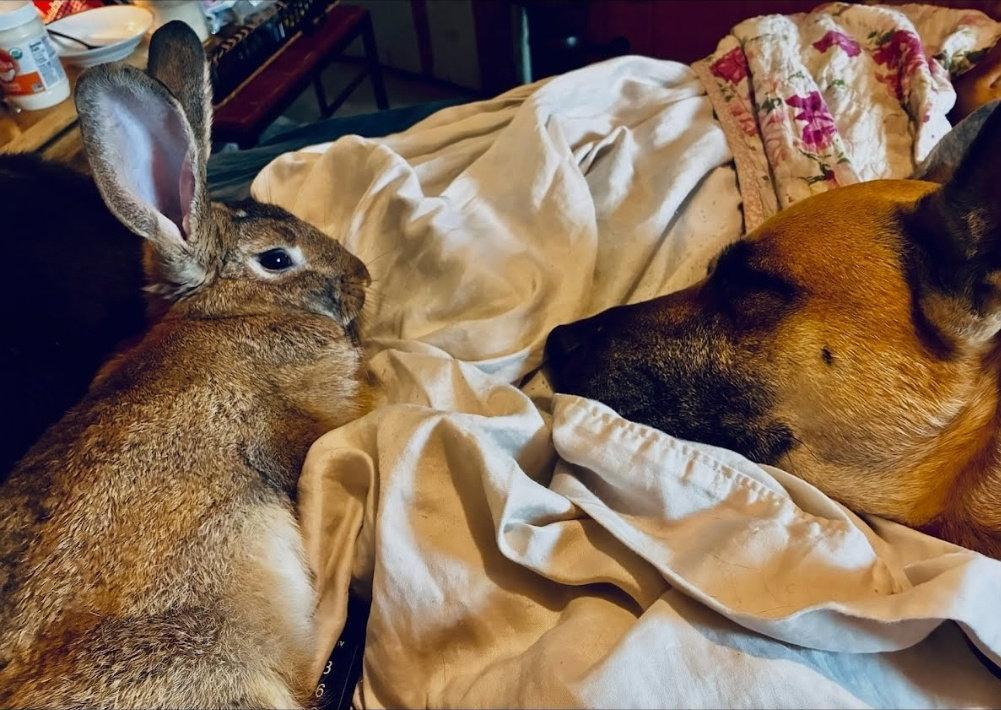 Cederie, Adopted, Adult Female Bunny Rabbit.