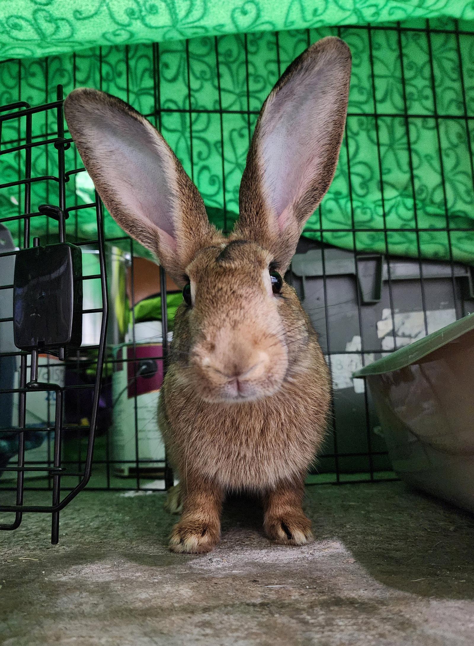 Enlarge Cederie, a Adopted Bunny Rabbit in Baton Rouge, LA image 2/3
