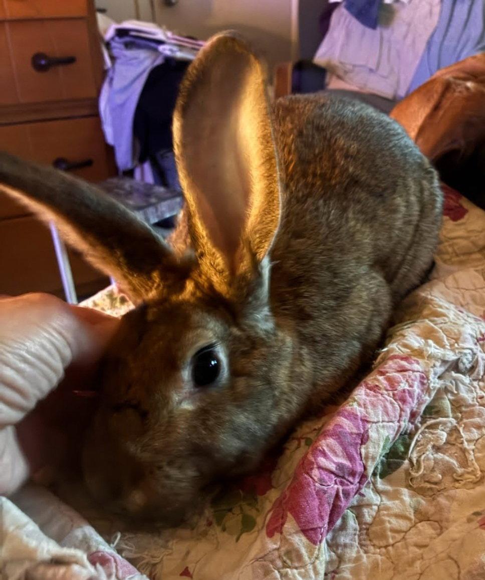 Enlarge Cederie, a Adopted Bunny Rabbit in Baton Rouge, LA image 3/3