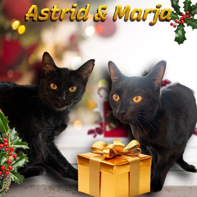 Enlarge Marja, a Adoptable Domestic Short Hair in Lapeer, MI image 1/4