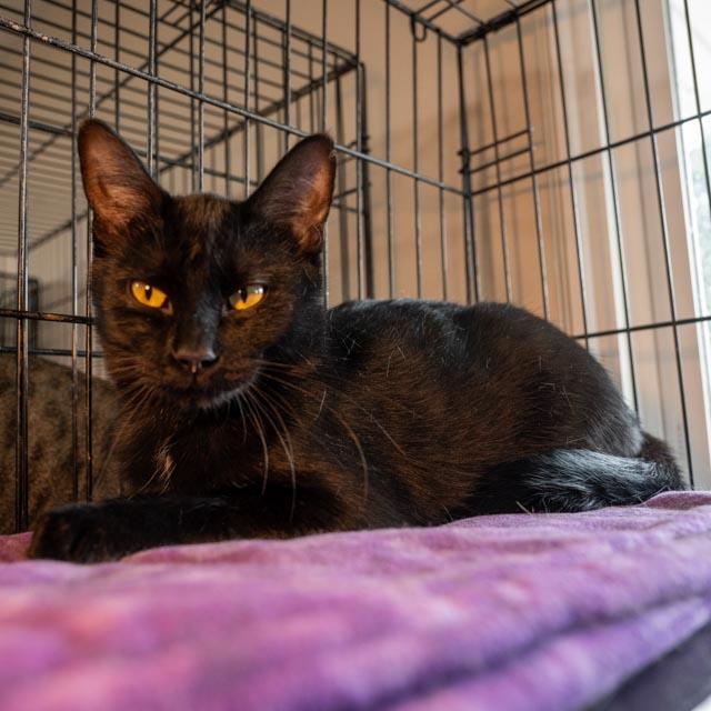 Enlarge Marja, a Adoptable Domestic Short Hair in Lapeer, MI image 2/4