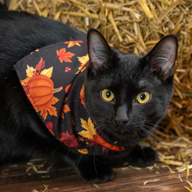 Enlarge Marja, a Adoptable Domestic Short Hair in Lapeer, MI image 3/4