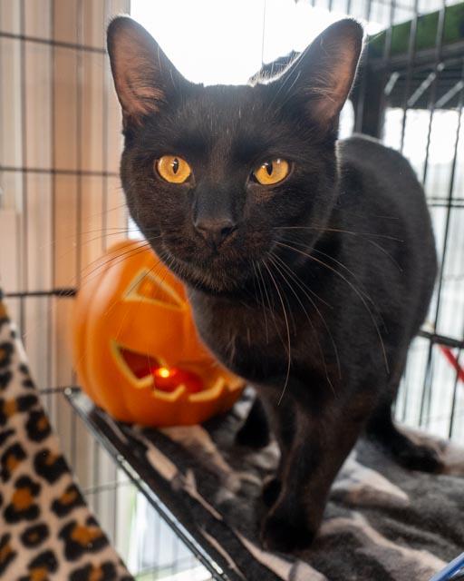 Enlarge Marja, a Adoptable Domestic Short Hair in Lapeer, MI image 4/4