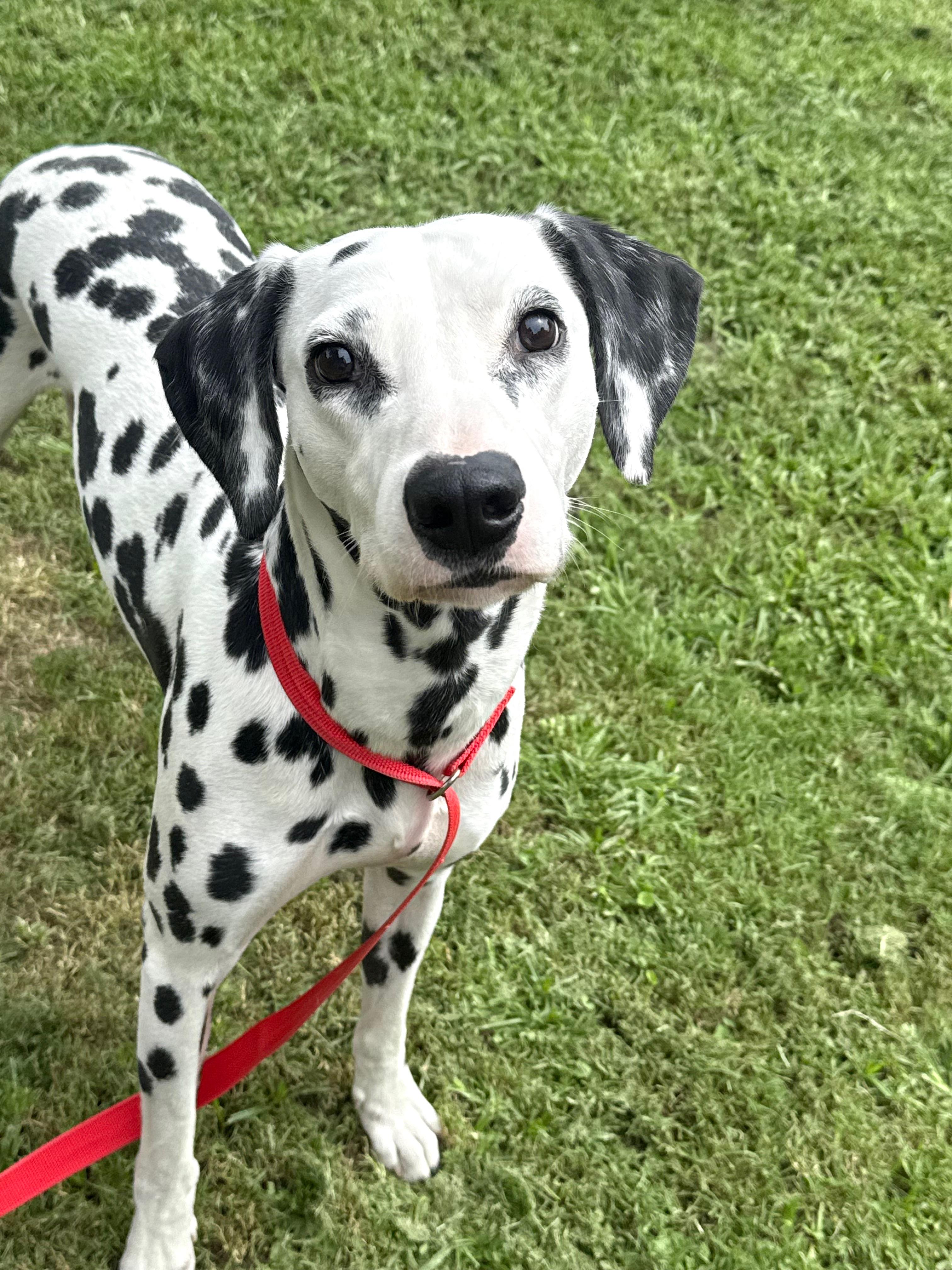 Enlarge Flash, a Adoptable Dalmatian in Mt Pleasant, SC image 1/6