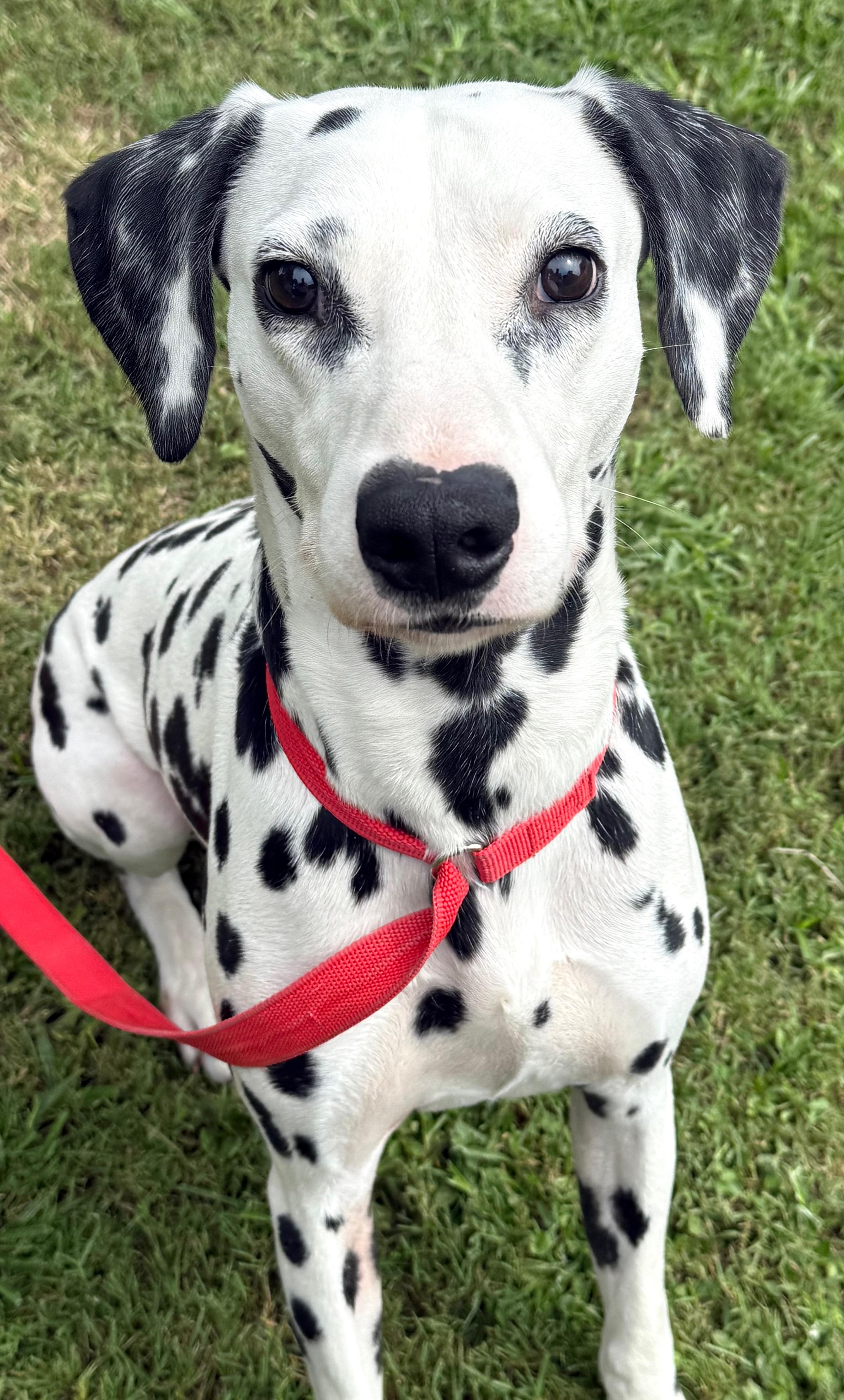 Enlarge Flash, a Adoptable Dalmatian in Mt Pleasant, SC image 3/6
