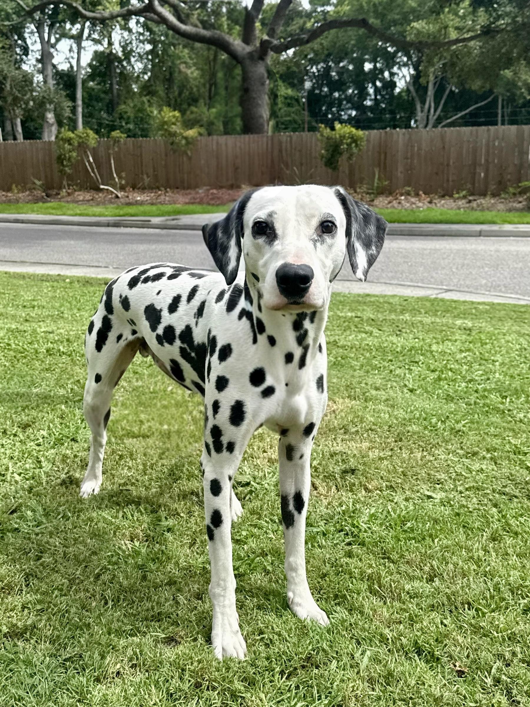 Enlarge Flash, a Adoptable Dalmatian in Mt Pleasant, SC image 4/6