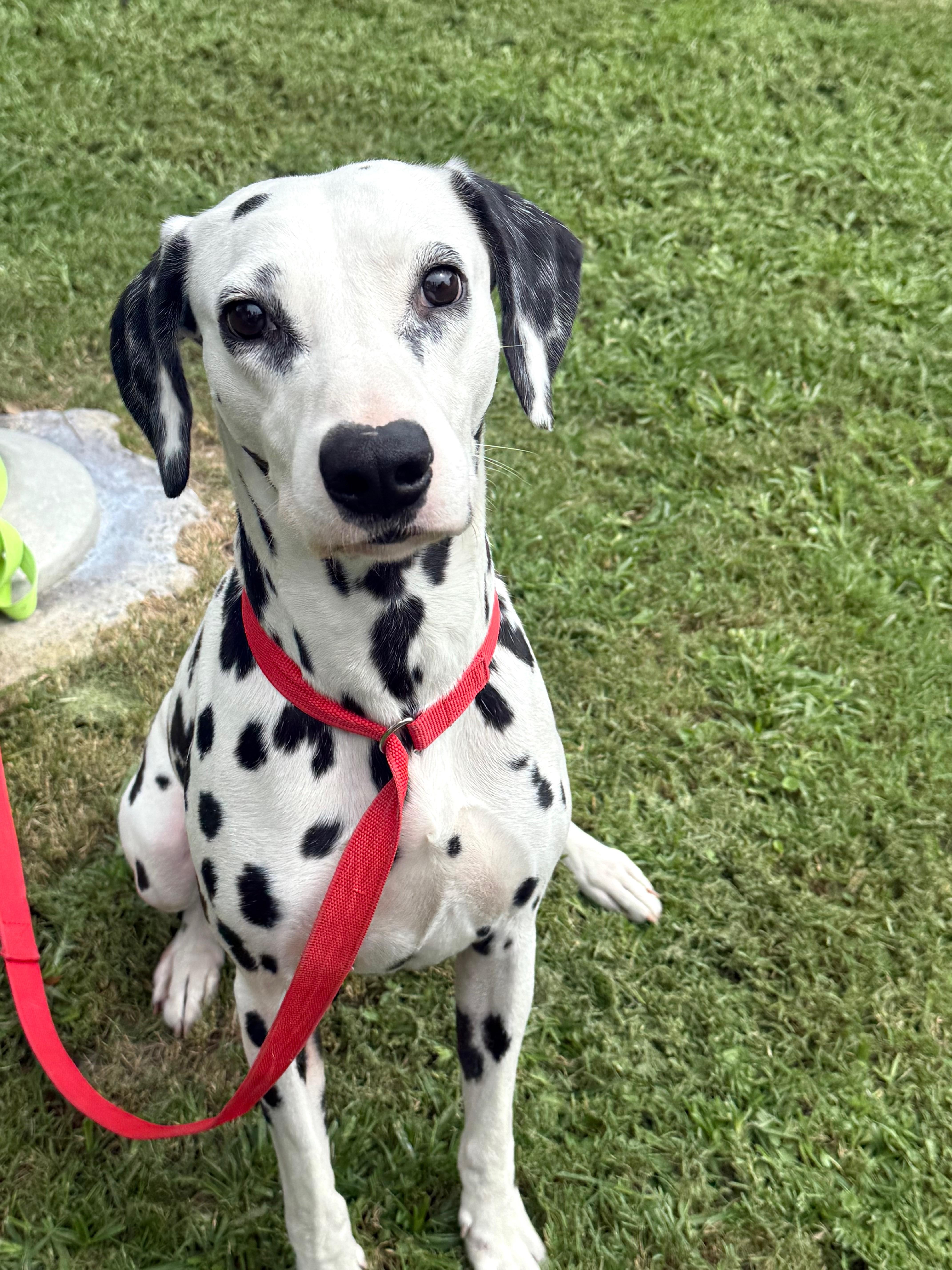 Enlarge Flash, a Adoptable Dalmatian in Mt Pleasant, SC image 5/6