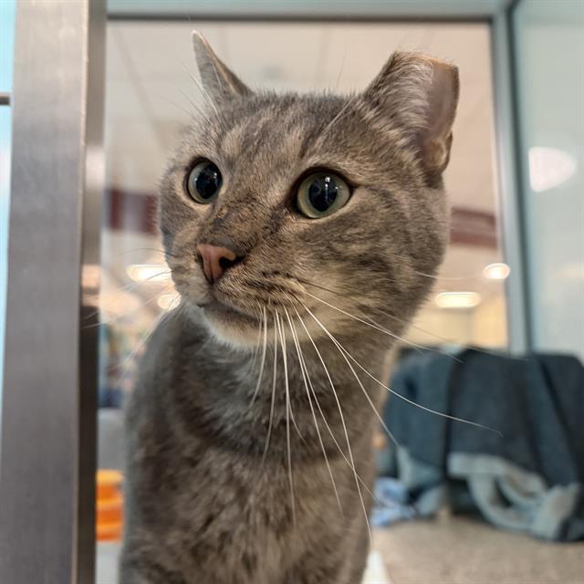 BEN - FIV+, Adoptable, Adult Male Domestic Short Hair.