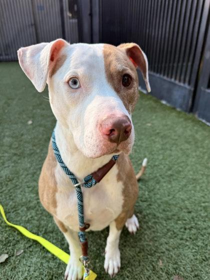 Mia, a Adoptable mixed breed in Roseville, CA image 2/3