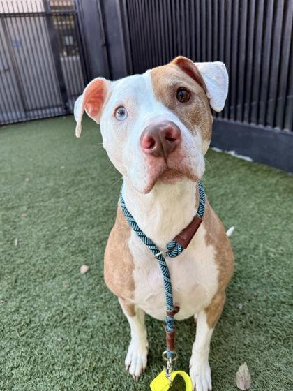 Mia, a Adoptable mixed breed in Roseville, CA image 3/3