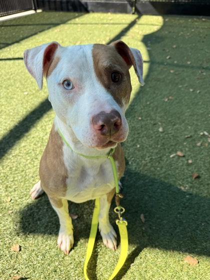 Mia, a Adoptable mixed breed in Roseville, CA image 2/3