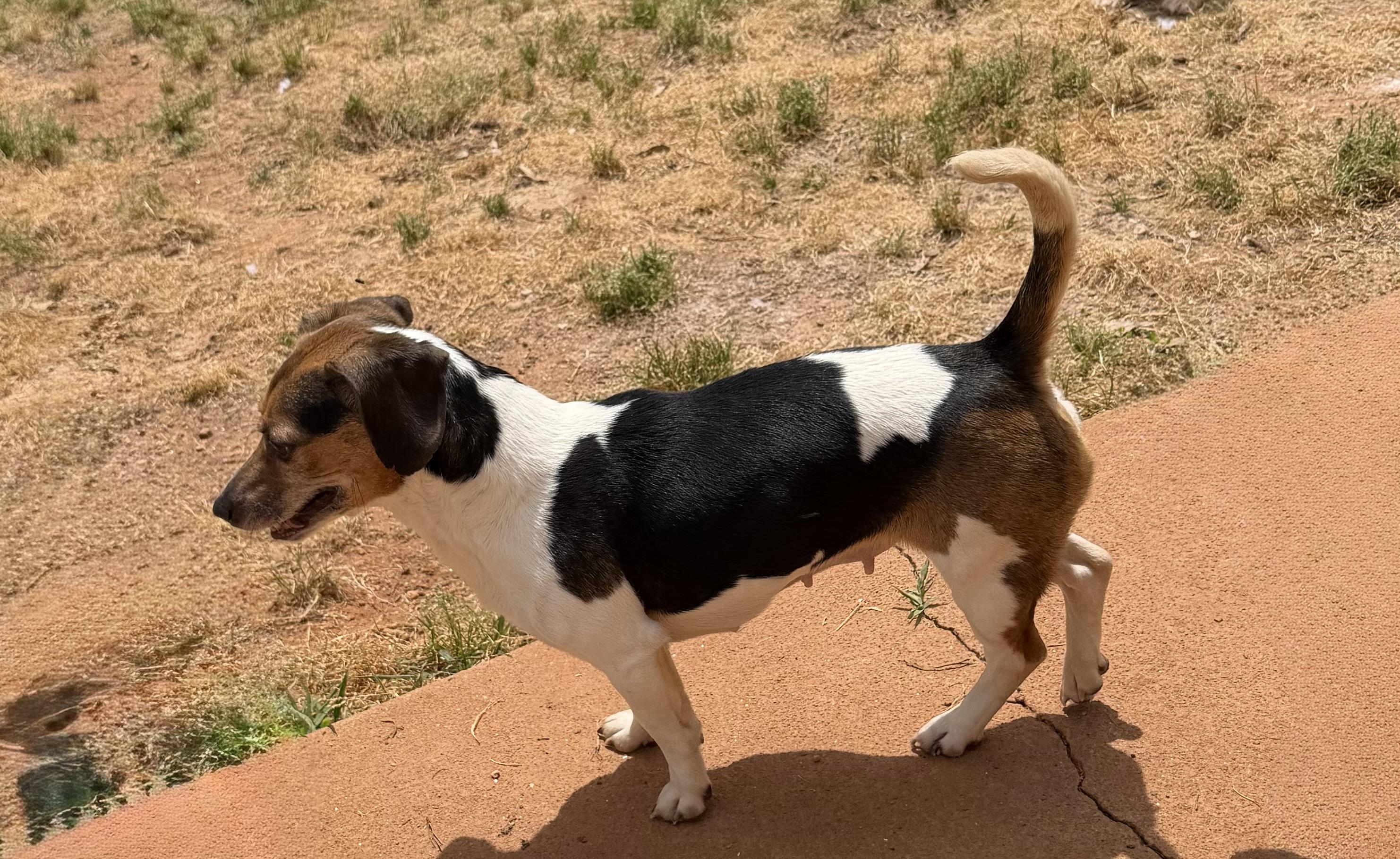 Enlarge Callie, a ADOPTABLE mixed breed in Monroe, GA image 2/6