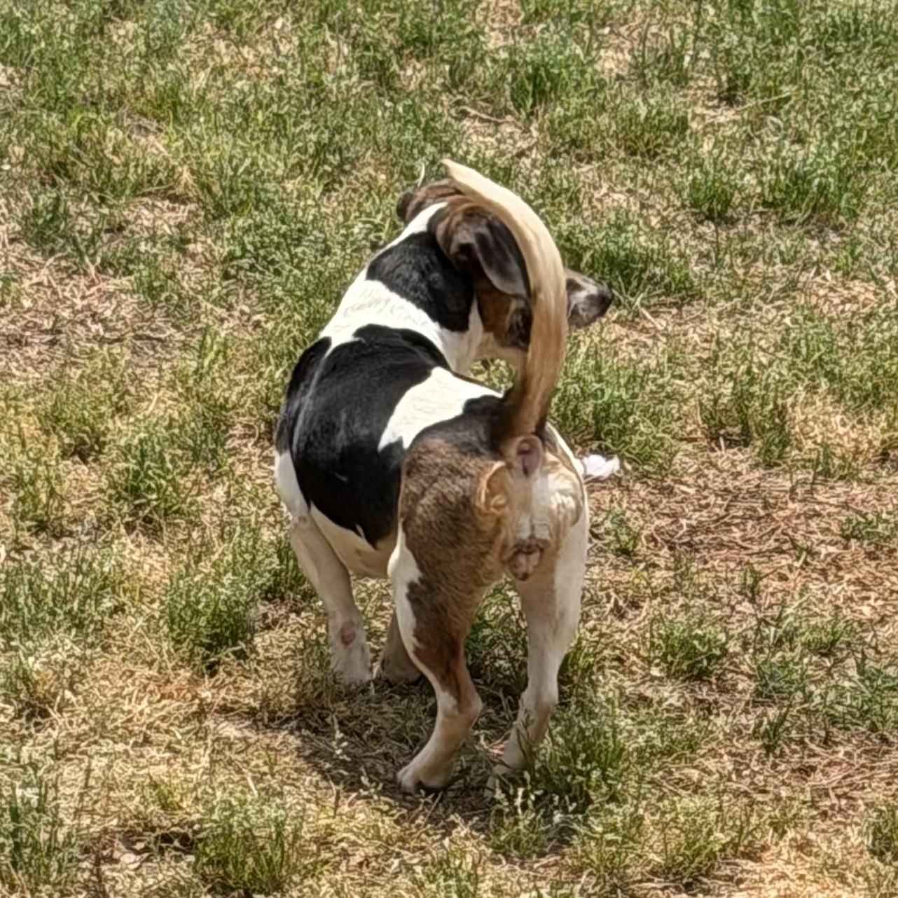 Enlarge Callie, a ADOPTABLE mixed breed in Monroe, GA image 3/6