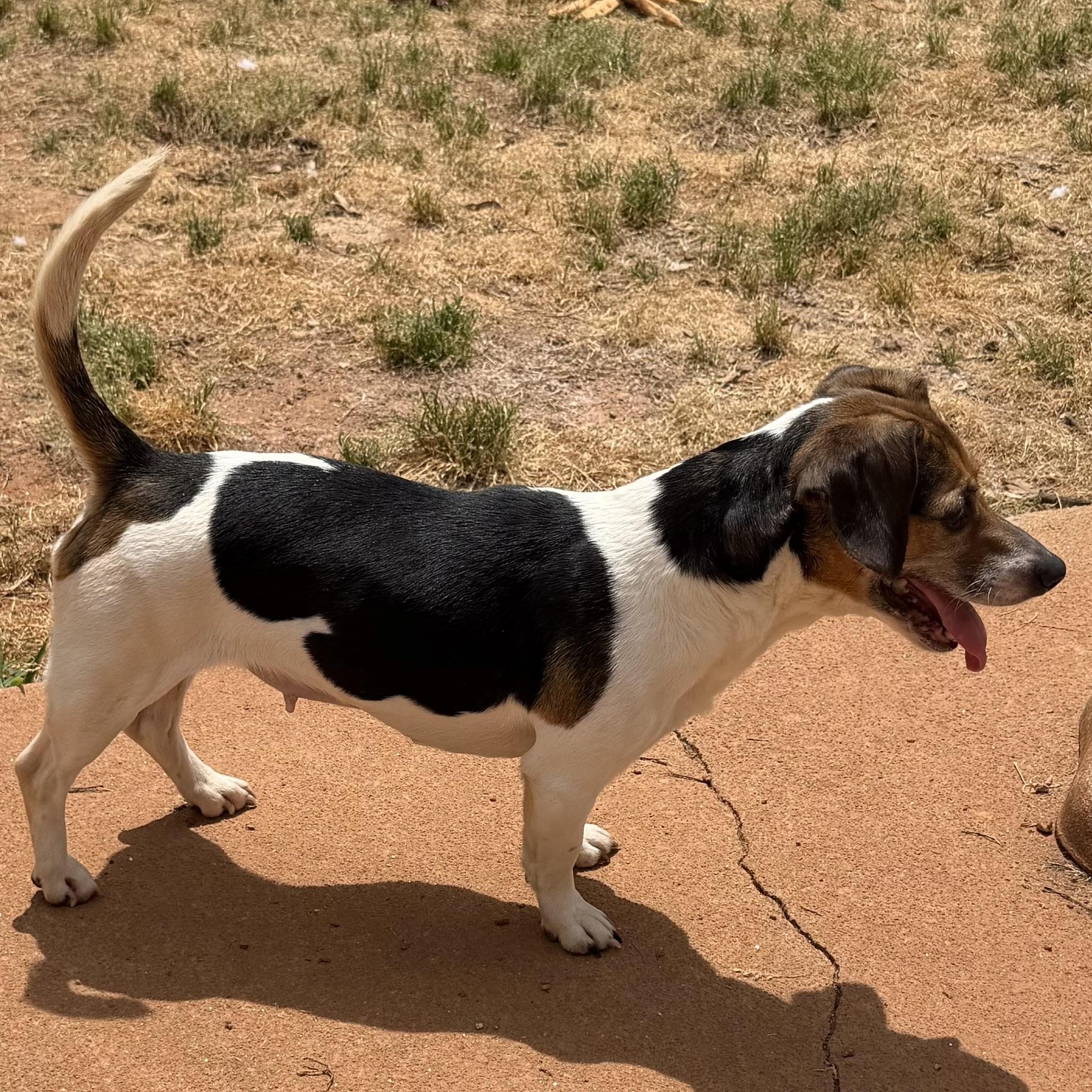 Enlarge Callie, a ADOPTABLE mixed breed in Monroe, GA image 5/6