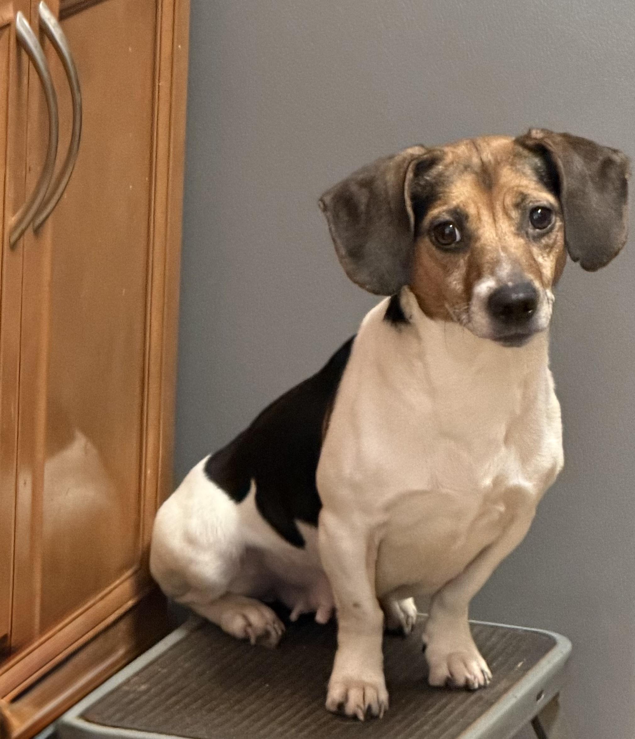 Callie, ADOPTABLE, Adult Female Jack Russell Terrier & Beagle.