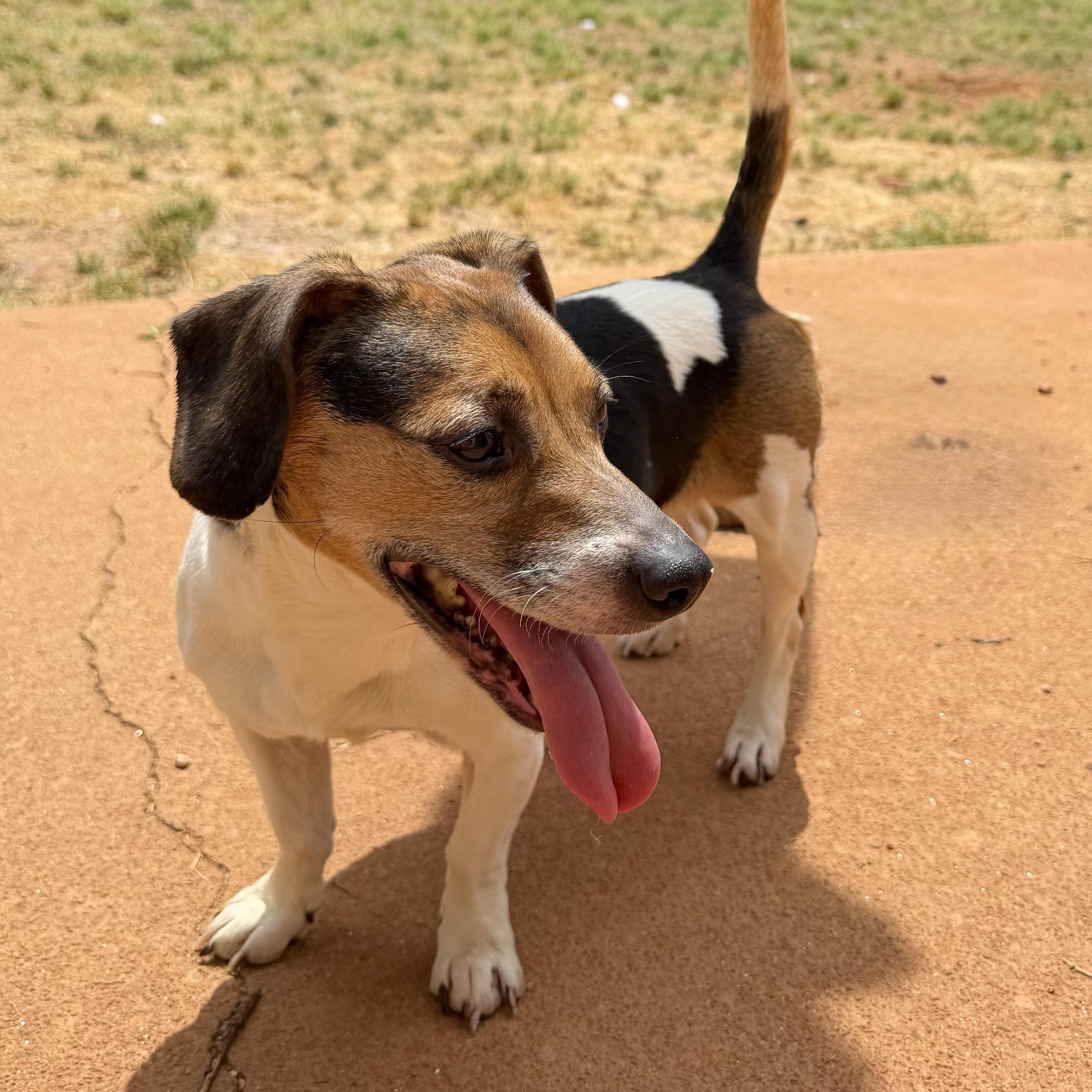 Enlarge Callie, a ADOPTABLE mixed breed in Monroe, GA image 4/6