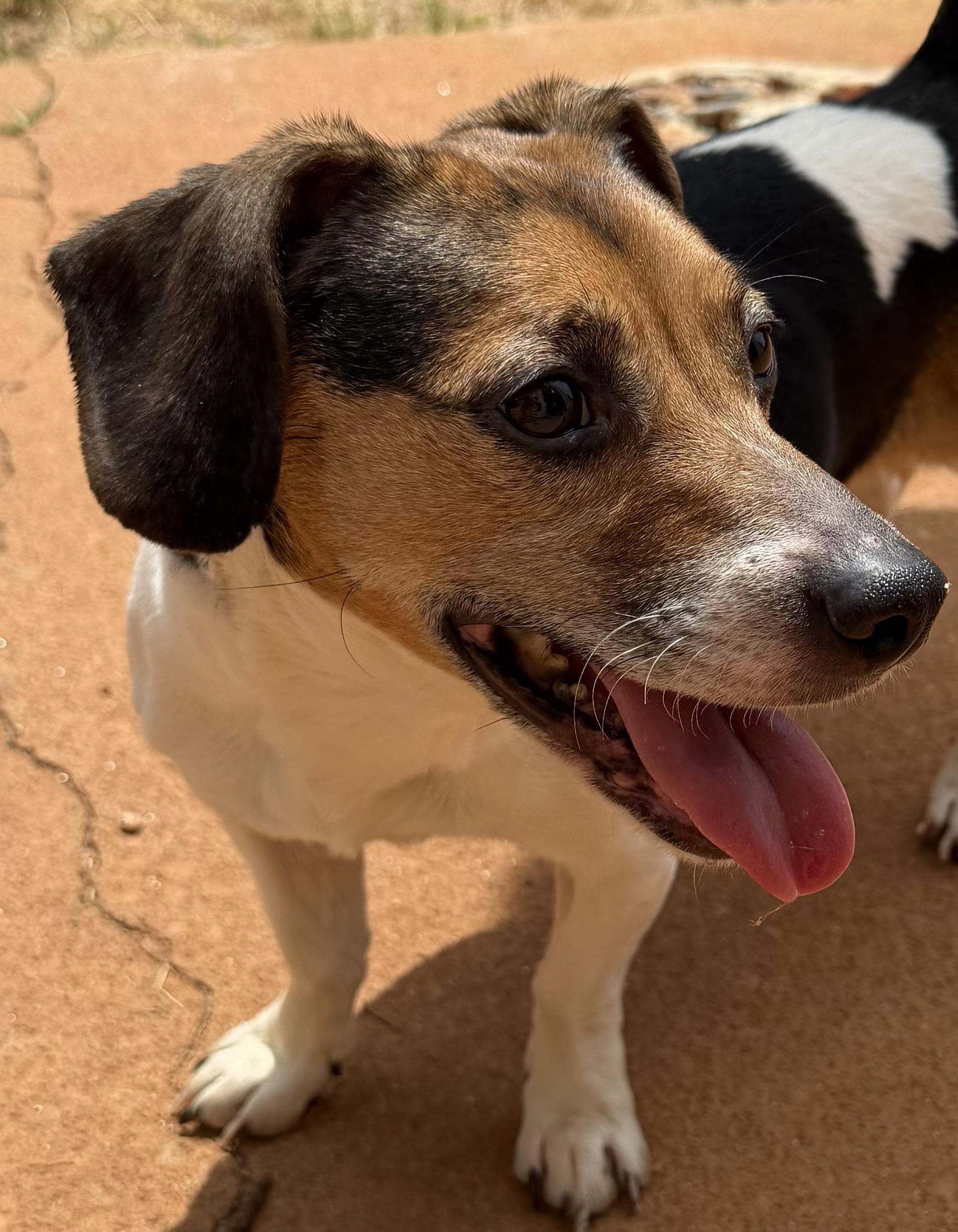 Enlarge Callie, a ADOPTABLE mixed breed in Monroe, GA image 6/6