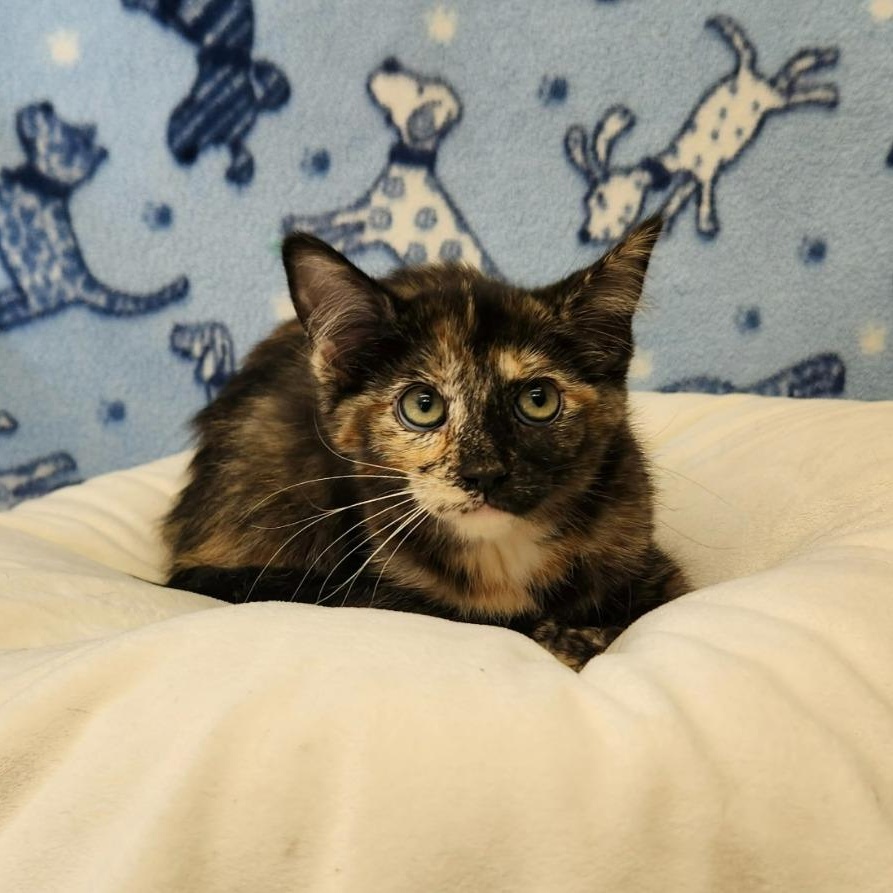 Enlarge Francis, an adopted Domestic Medium Hair in Benld, IL image 1/1