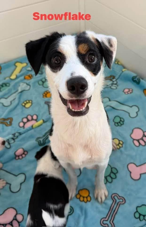 Enlarge Snowflake, a Adoptable mixed breed in Phoenix, AZ image 2/3