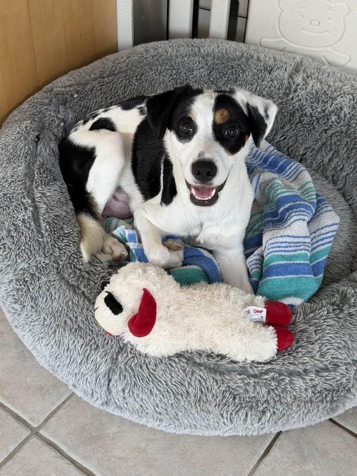 Enlarge Snowflake, a Adoptable mixed breed in Phoenix, AZ image 3/3