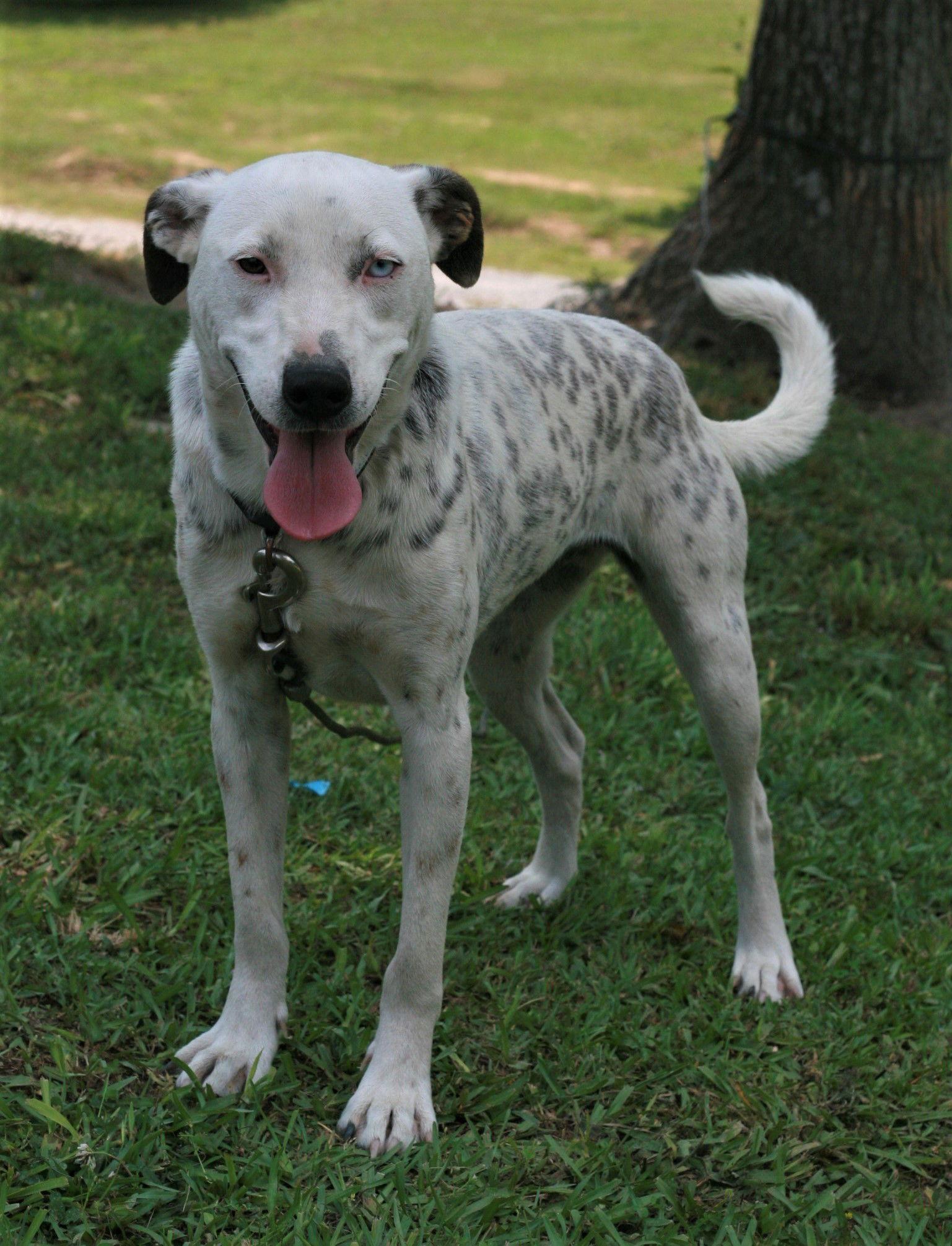 Liana, Adoptable, Adult Female Dalmatian & Labrador Retriever.
